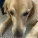 tulisvr