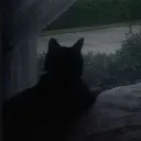 ashtheblackcatlover avatar