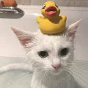 pipouuu