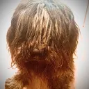 mydogbetter