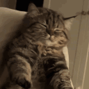 avatar Миша ᓚᘏᗢ