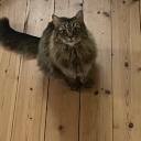 Hi