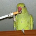 piriquitofv