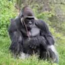 gorilla_125