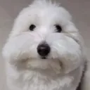 rootfullguy