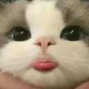 harleywyn