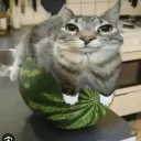 silkizinhoyt