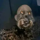 damianelfachero avatar