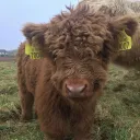 the.highland.coo