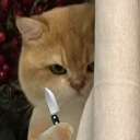 avatar 🎀𝓣𝓪𝓱𝓮𝓮𝓻 (𝓜𝓣𝓢𝓛)🎀 ★··.