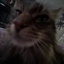 pin3w00d