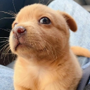 avatar Compartir-Pantalla