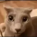 therealrobert732 avatar