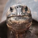 turtlelovernikita