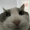 veedsi