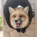 avatar Foxx