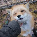 juniperfoxx.