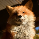 avatar Foxx