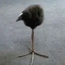skellzee