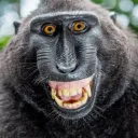 Аватар ebalvrotebuchi