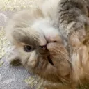 sweetdollface avatar