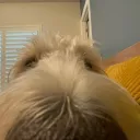 mrsdog9999