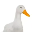 duckiscool_duck avatar