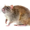 gerathelithuaniandude avatar