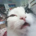 tcookievr