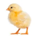egg023396 avatar