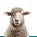 timcountonsheep