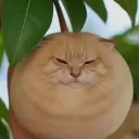 red_monkey_report avatar