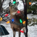 avatar ScaryGhost👻