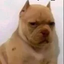 rip_amogu_08244 avatar