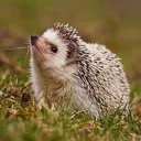 greaterglider11