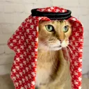 ready_return_23333 avatar