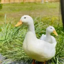 duck_cheese