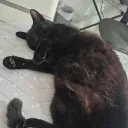 camicsono