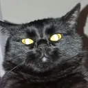 ajinxer
