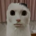 tiktokjebby223
