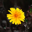 vorsmo