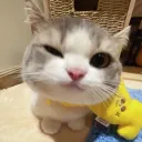 pouncep1 avatar
