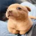 kelvin_os