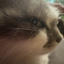 avatar ≽^•⩊•^≼