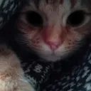 ._._.todd._._. avatar