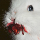 avatar Bunny