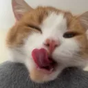 xboxwalker1186 avatar