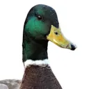 duckuaki_07134 avatar