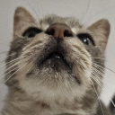 avatar Shelly ᓚᘏᗢ