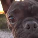 lonelyfrenchieowner